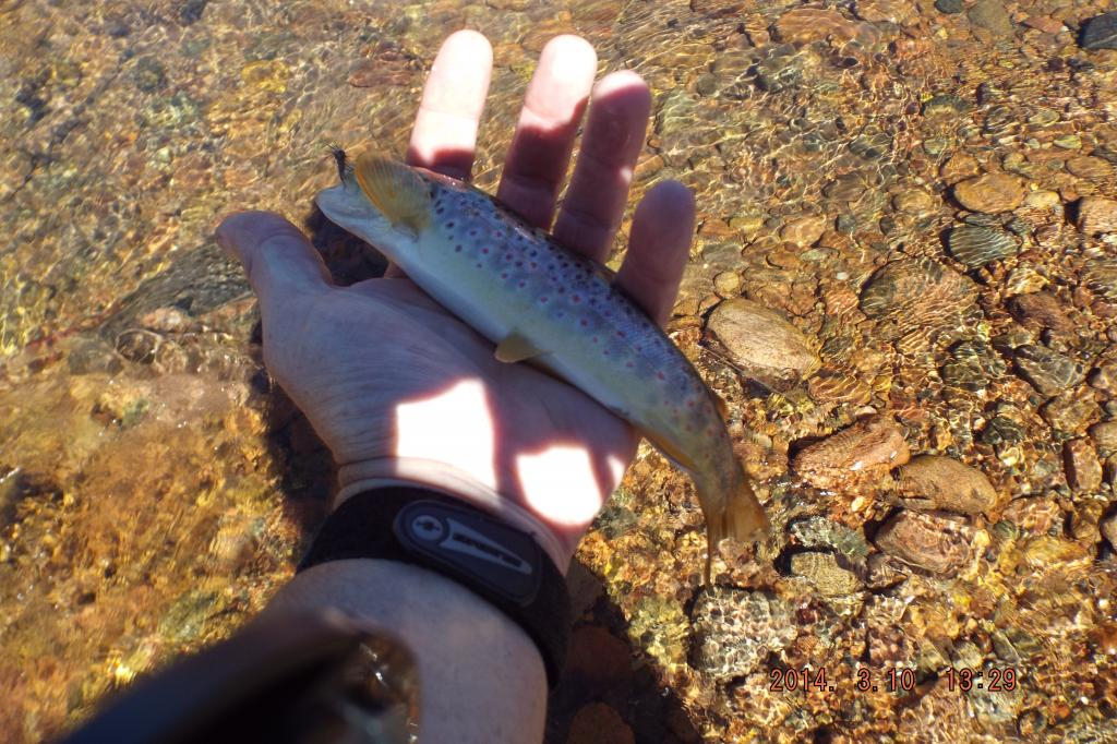 Ultralight Fly Fishing • Beaver Creek Colorado